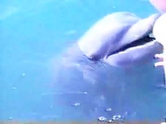 Sexo con delfin en la piscina