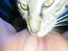 Licking pussy cat genoscoper.com you