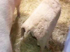 la bella y el puerco
