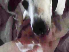 Dog licking my breast