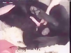 Pregnant dog lovers 2