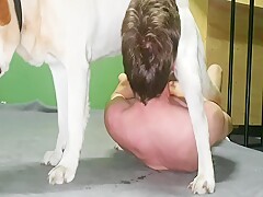 Man blowjob dog cock