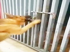 Funny video Dog is so hot