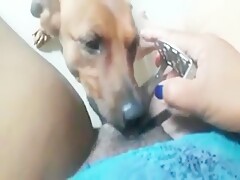 Morena Brasileira goza na boca do cachorro