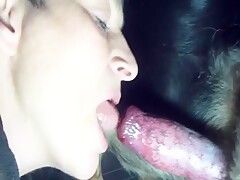Sucking cumming dog cock